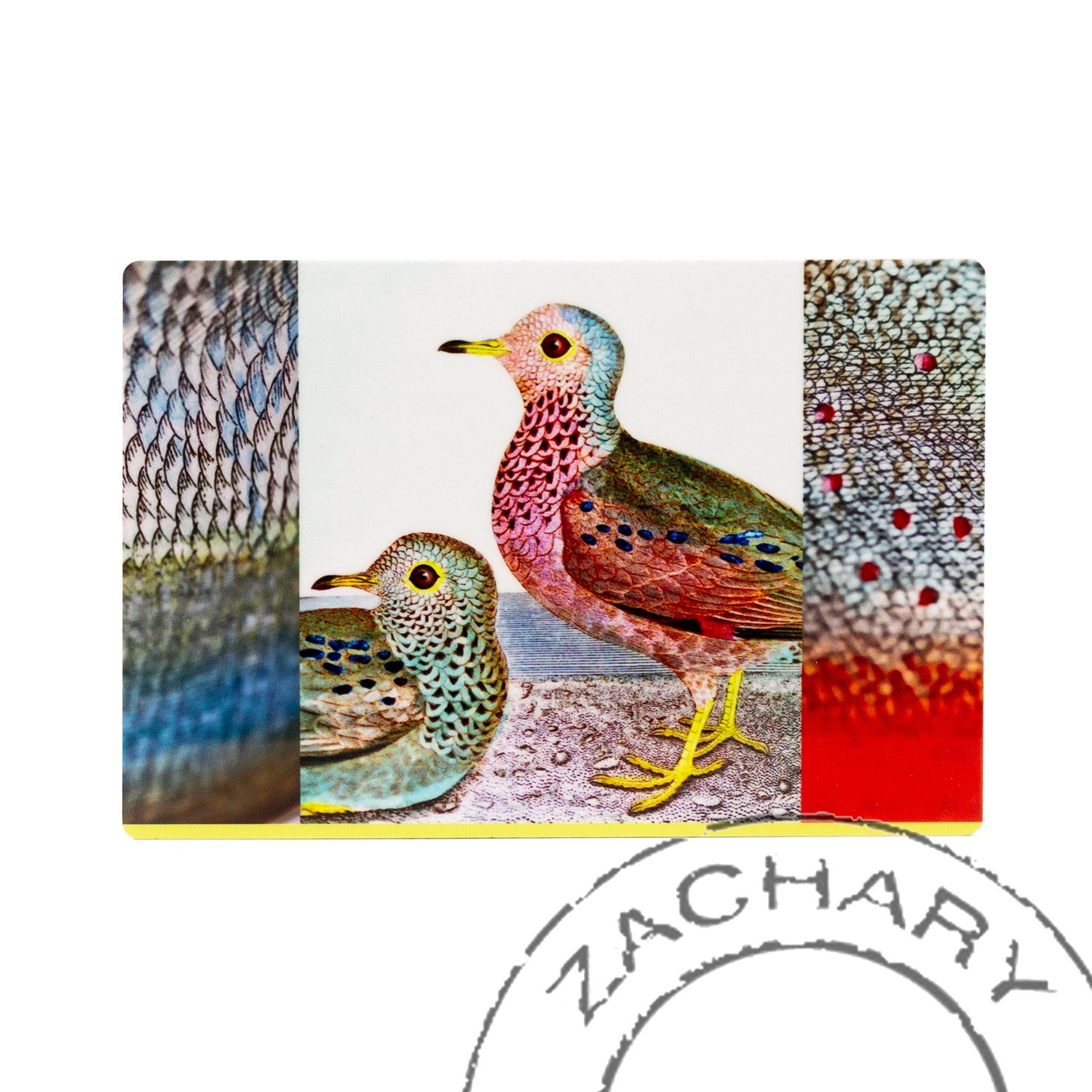Birds & Fish, Natasha D'Schommer, Andersen Horticultural Library, Photograph on Aluminum