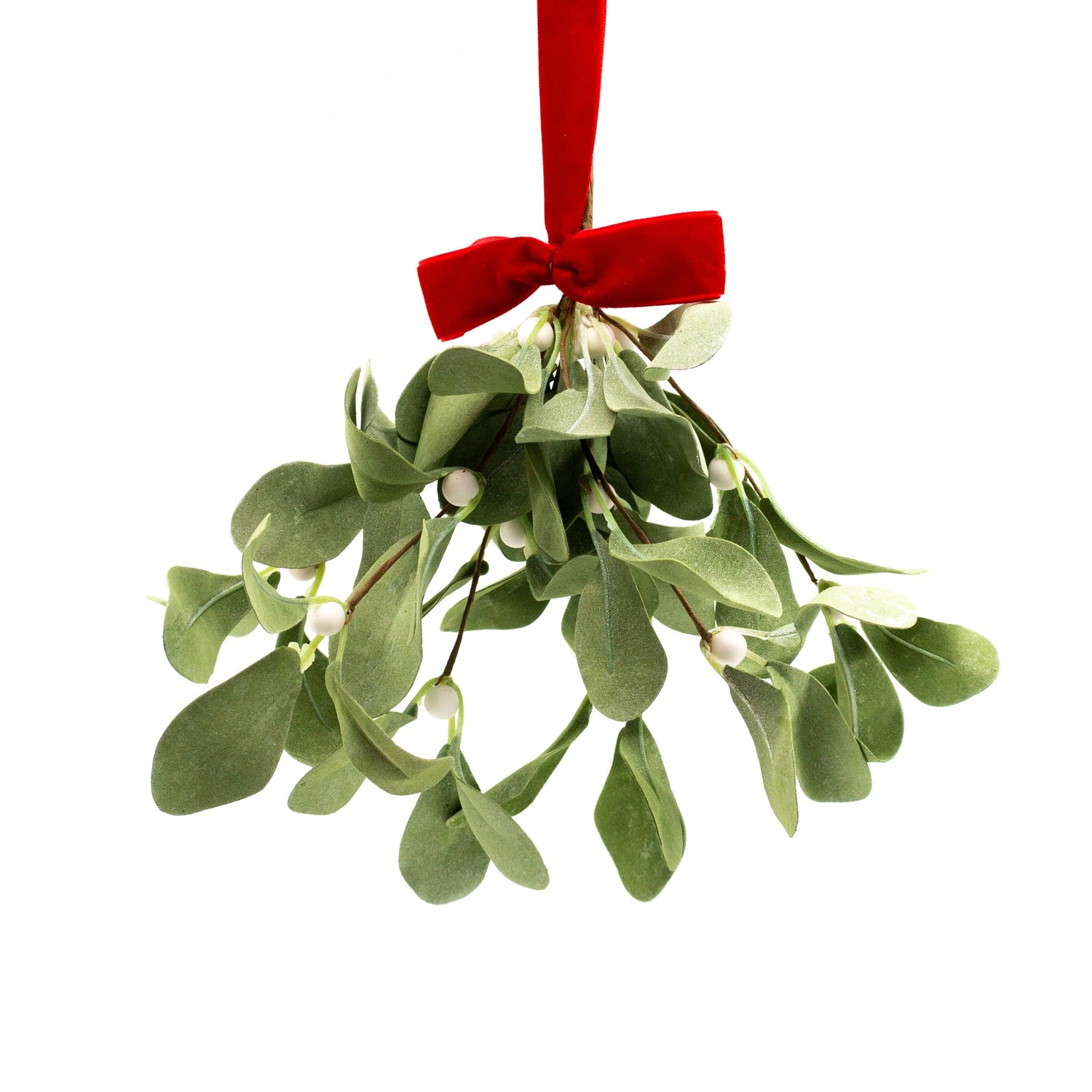 Lambs Ear Mistletoe