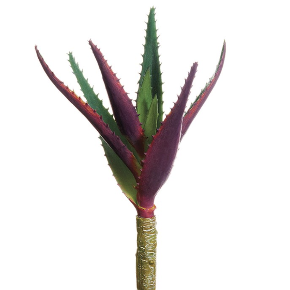 Agave Succulent