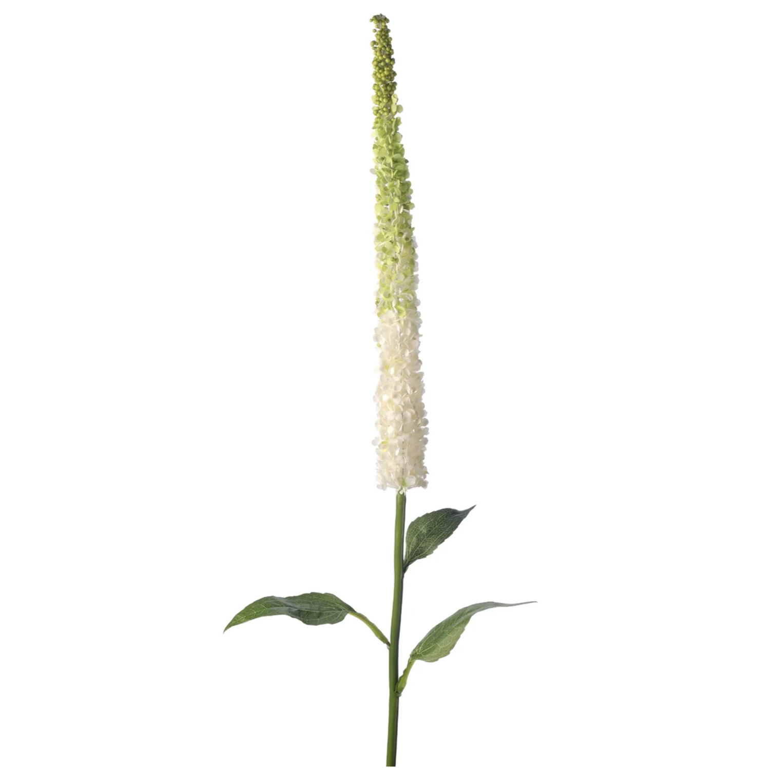 Amaranthus Stalk, White