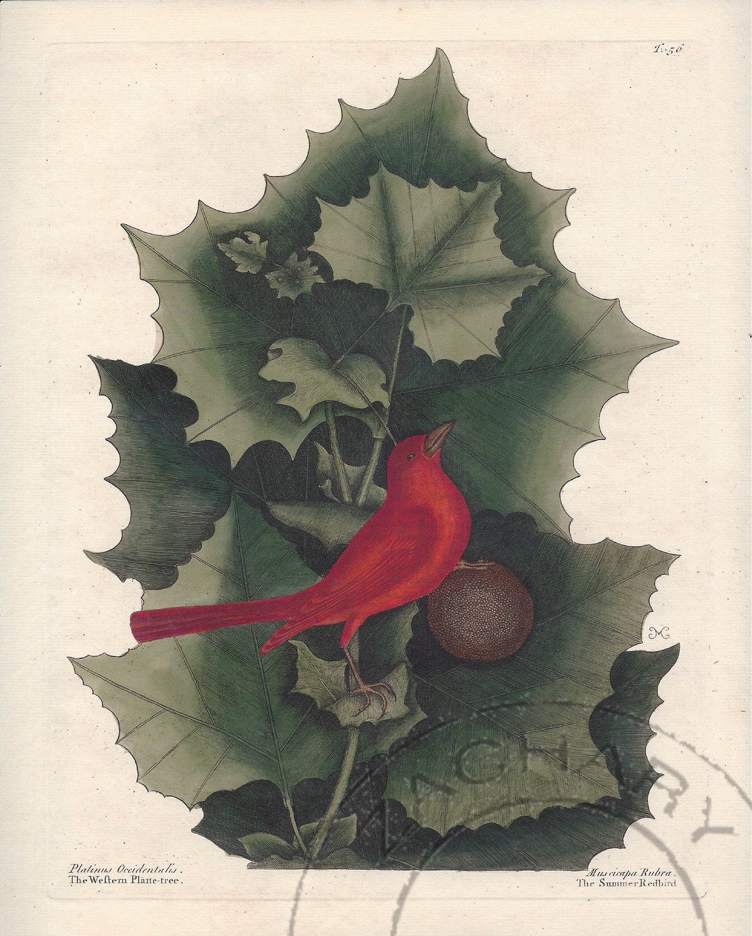 Catesby Red Bird, Giclee Print