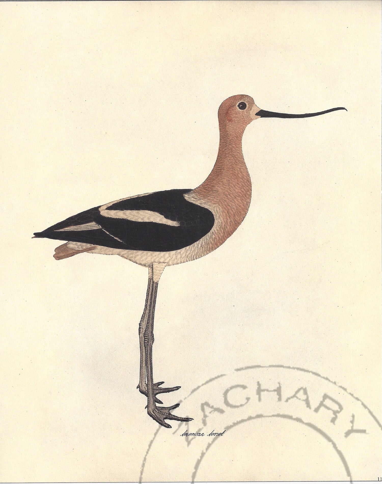 American Avocet Bird, Giclee Print