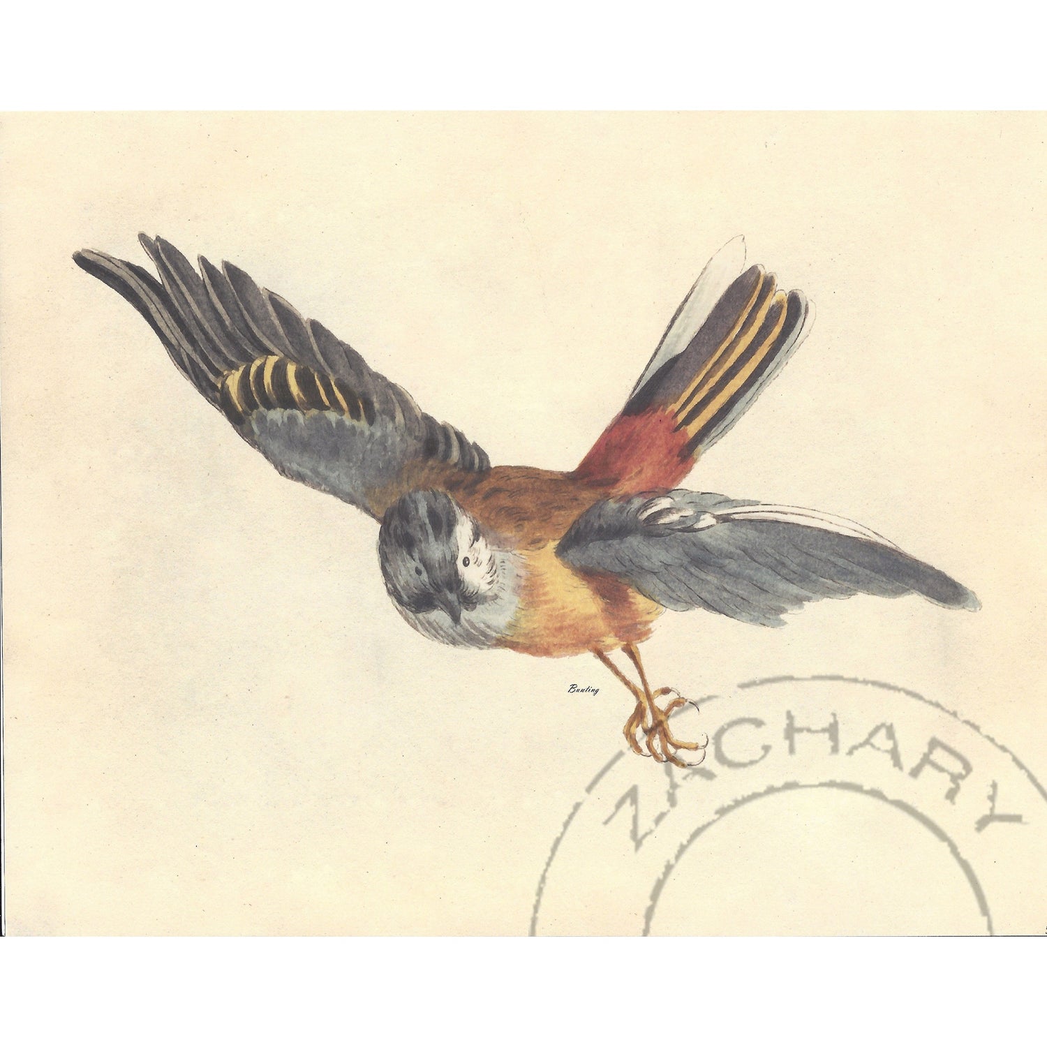 Bunting Bird, Giclee Print