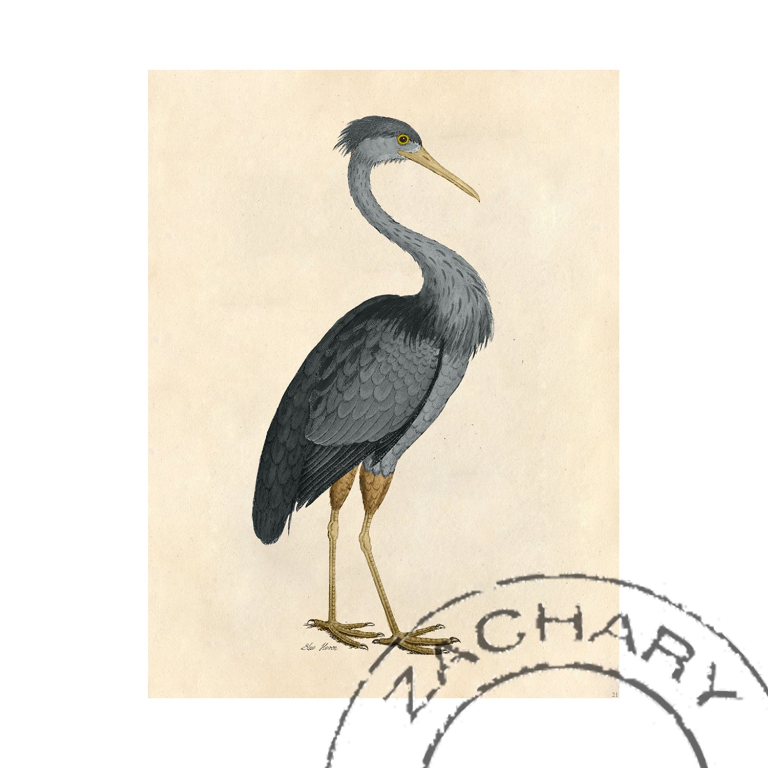 Blue Heron Bird, Giclee Print