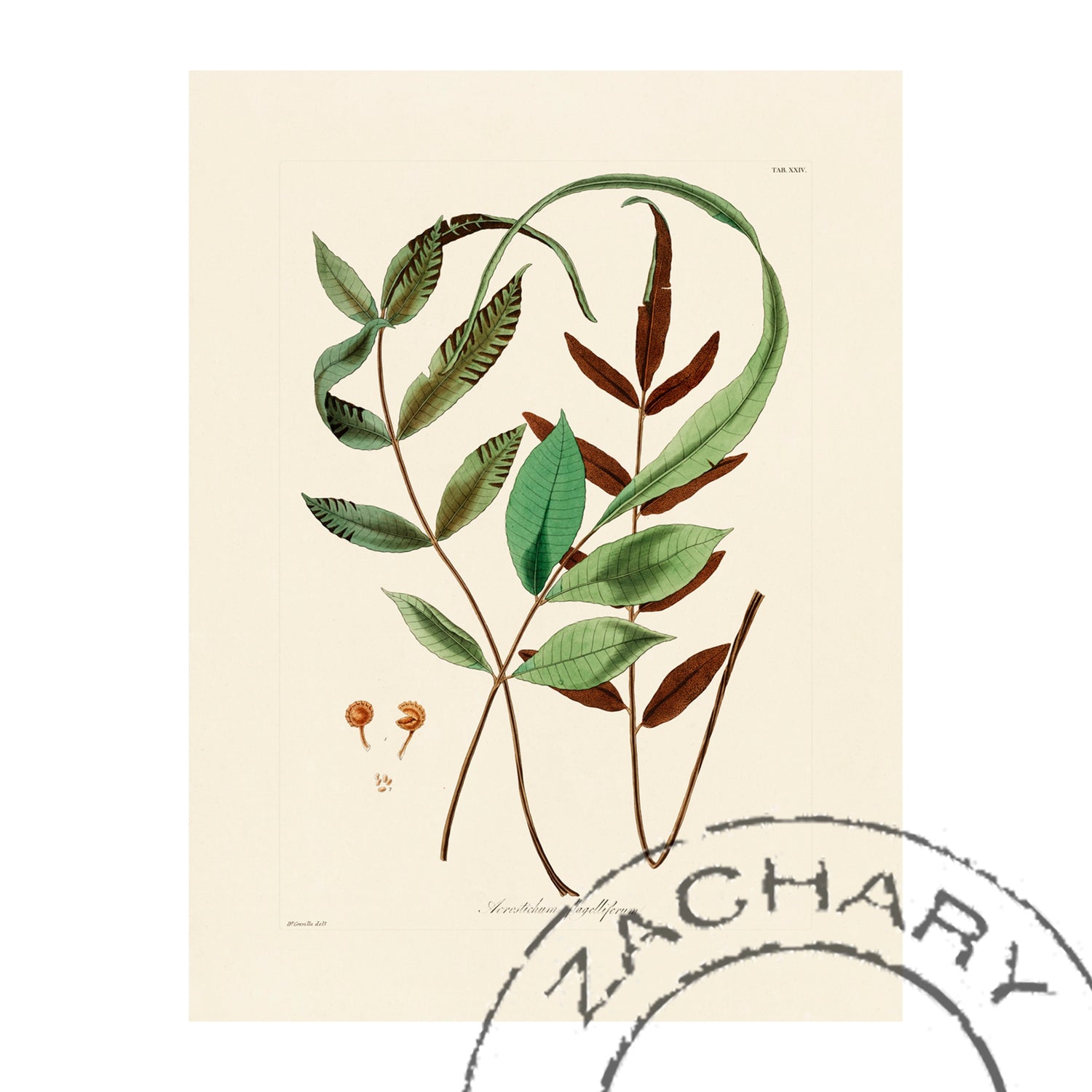 Acrostichum flagelliferum Fern Giclee Print, William Hooker