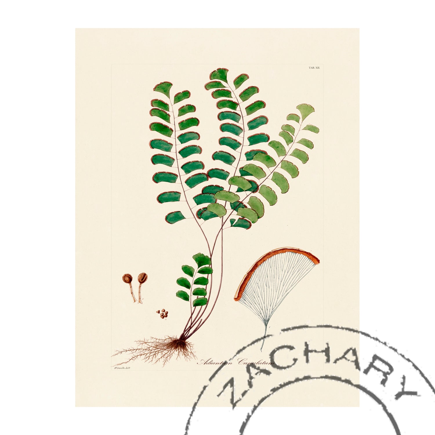 Adiantum lunulatum Fern Giclee Print, William Hooker