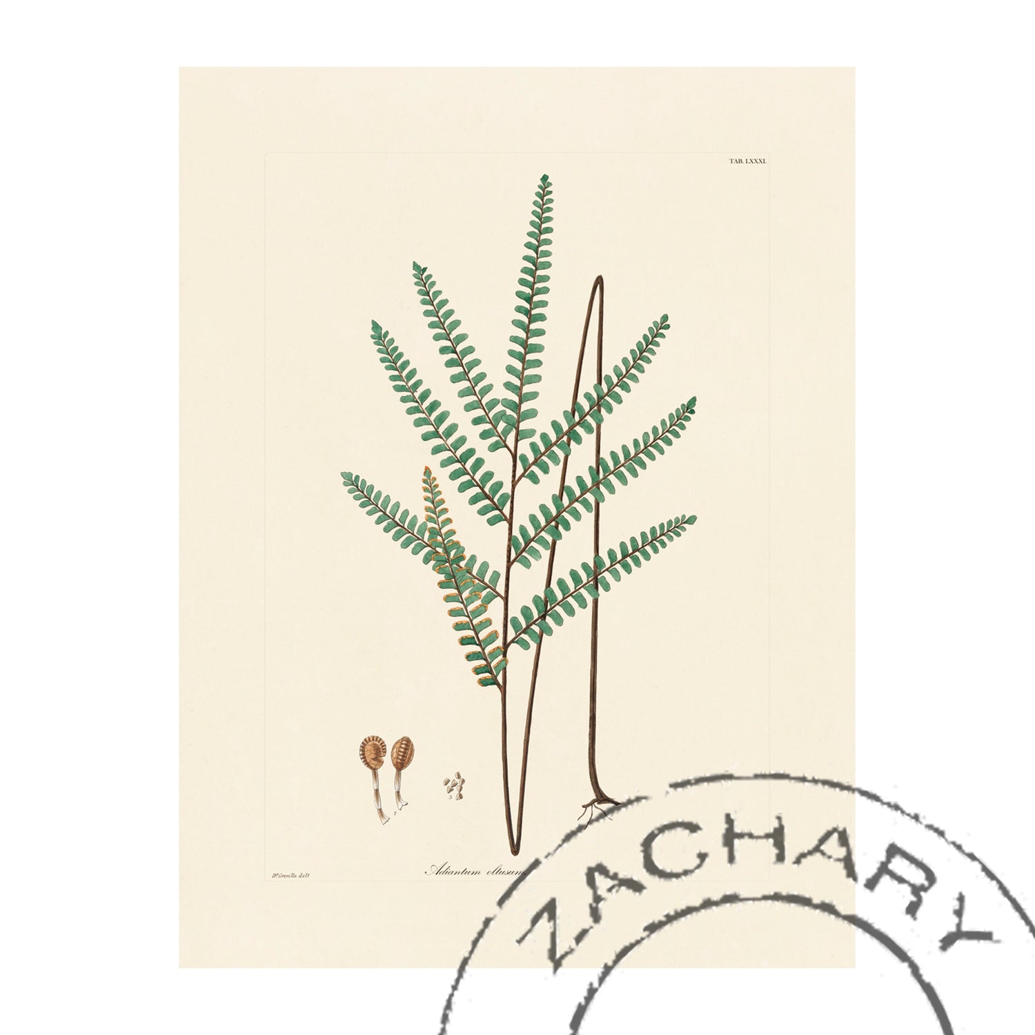 Adiantum obtusum Giclee Fern Print, William Hooker