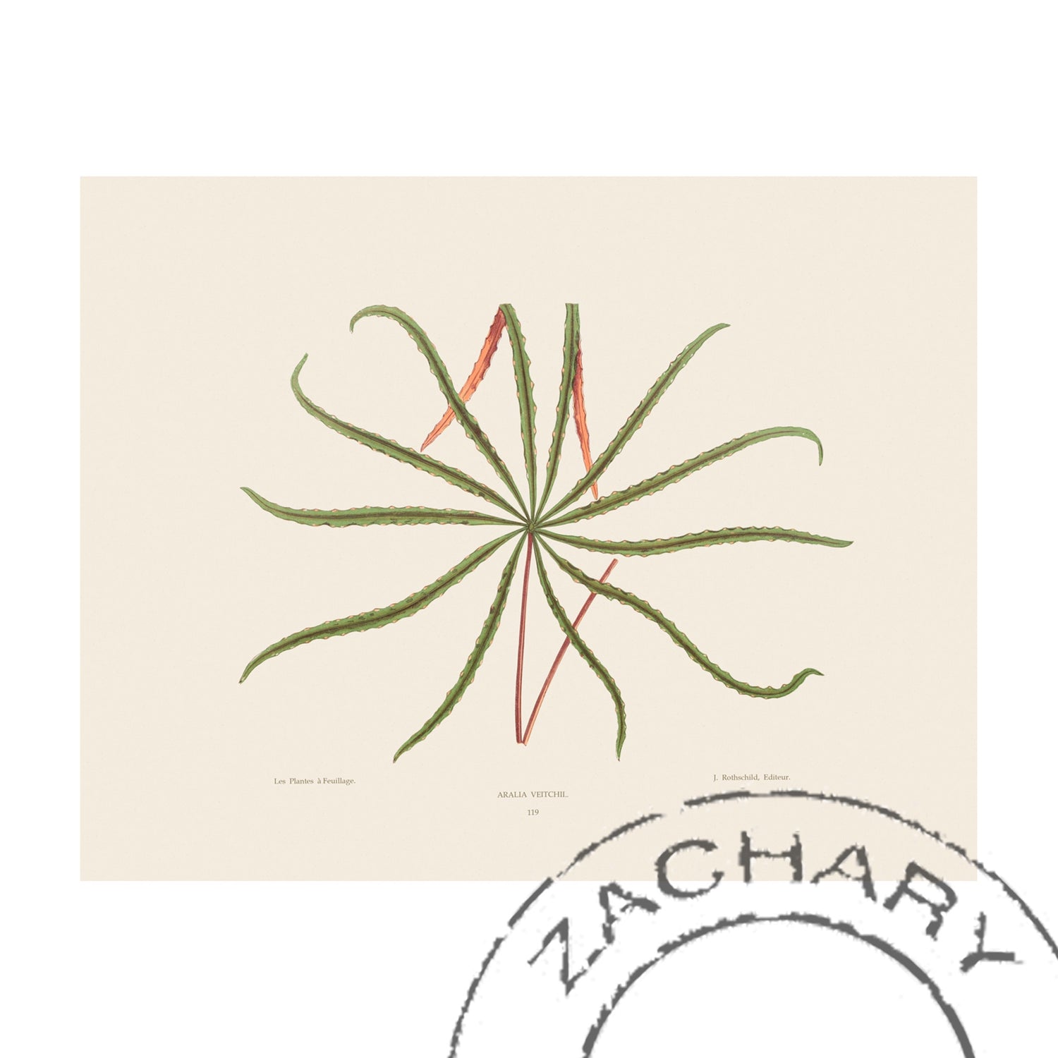 Aralia veitchii Plant, Giclee Print