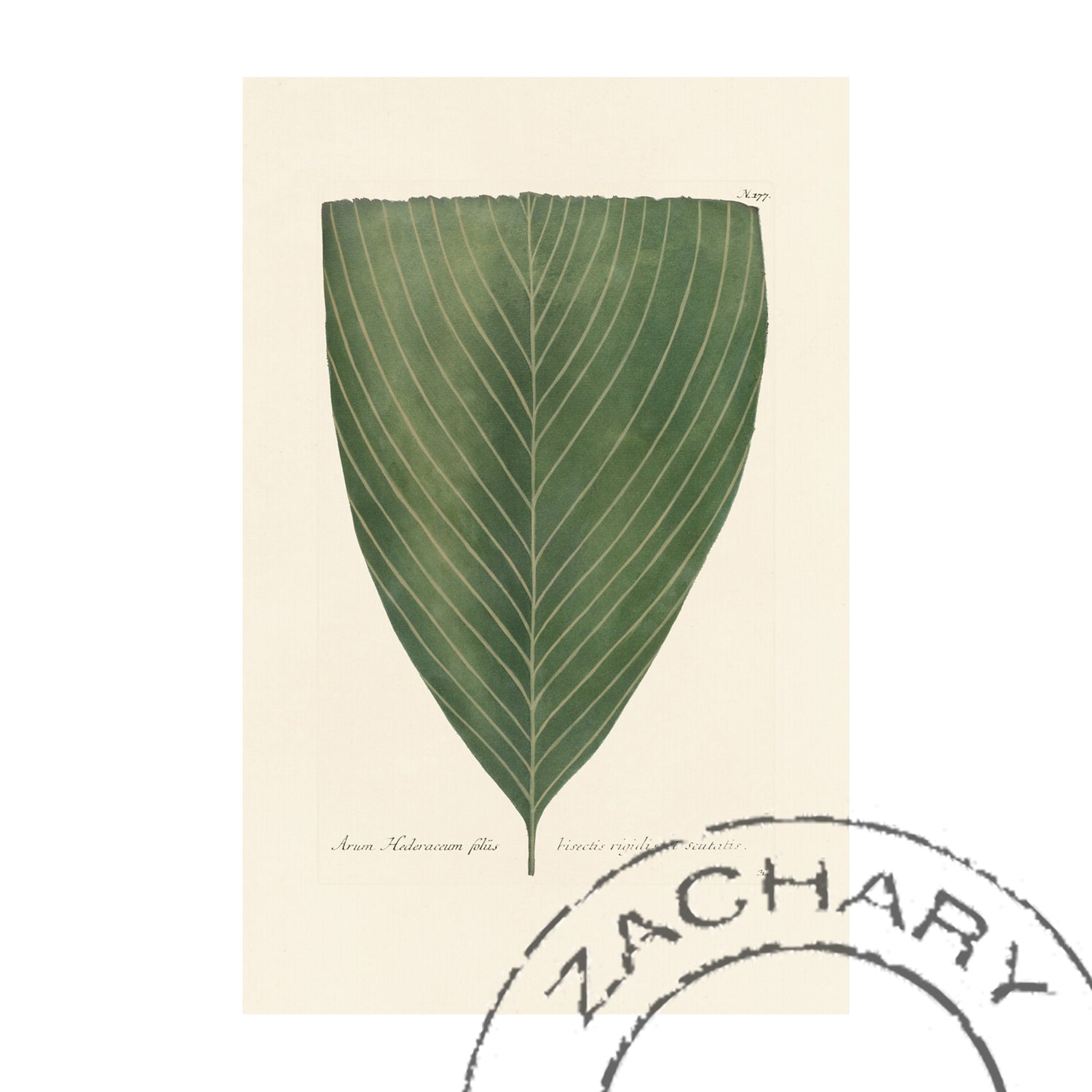 Arum Hederaceum folus Plant Giclee Print, Johann Wilhelm Weinmann
