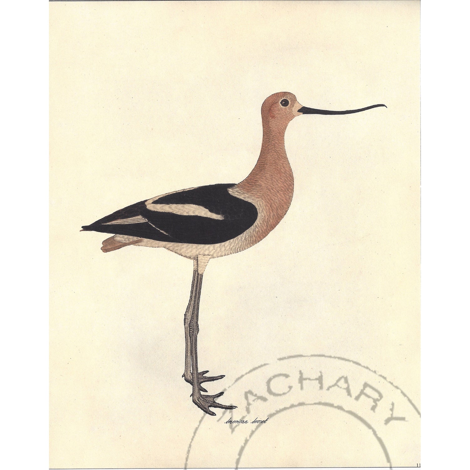 American Avocet, Giclee Print, Framed, 20"w x 34"h