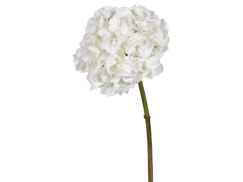 White Hydrangea