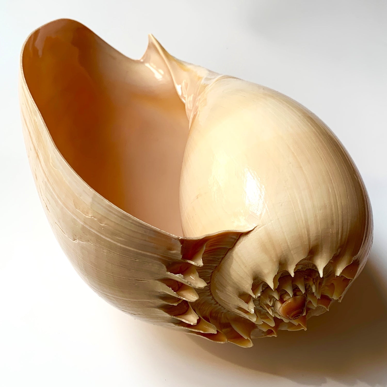 Philippine Melon Shell, Large
