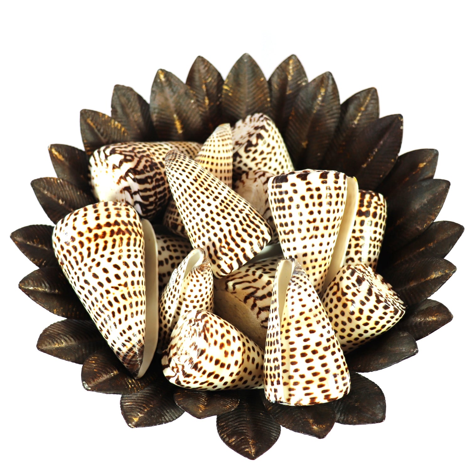 Conus Litteratus