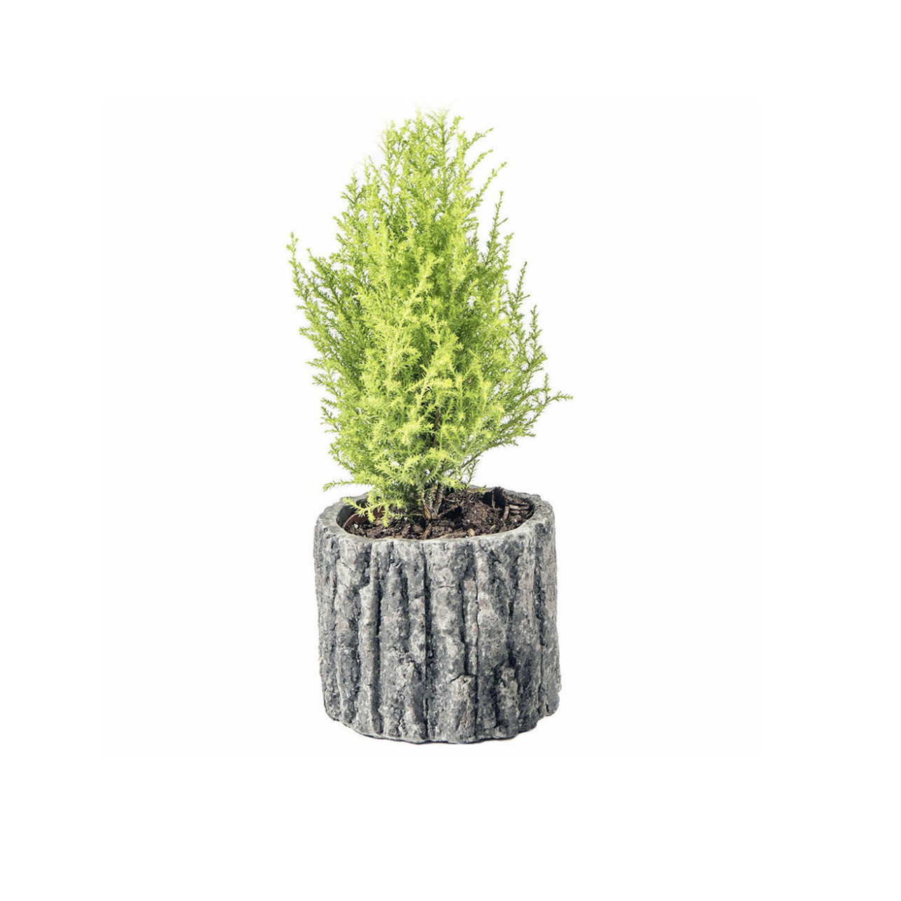 Cement Faux Bois Pot