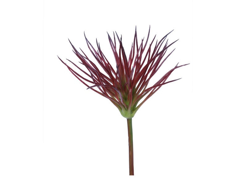 Burgundy Tillandsia Succulent