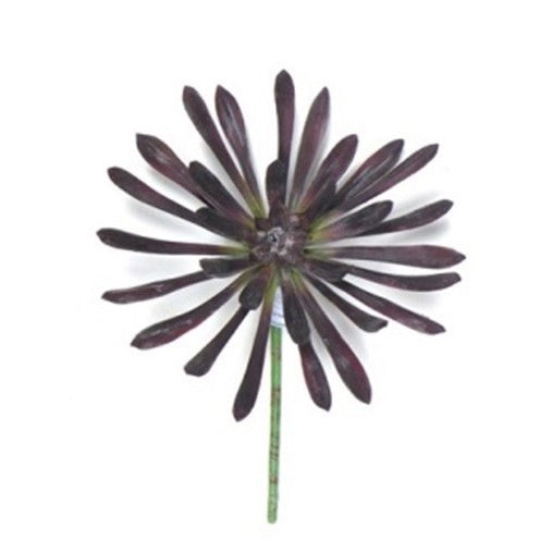 Aeonium Hawormii Succulent, Eggplant