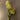 Spiny Protea