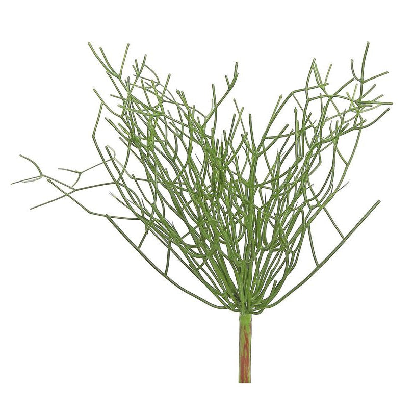 Pencil Cactus