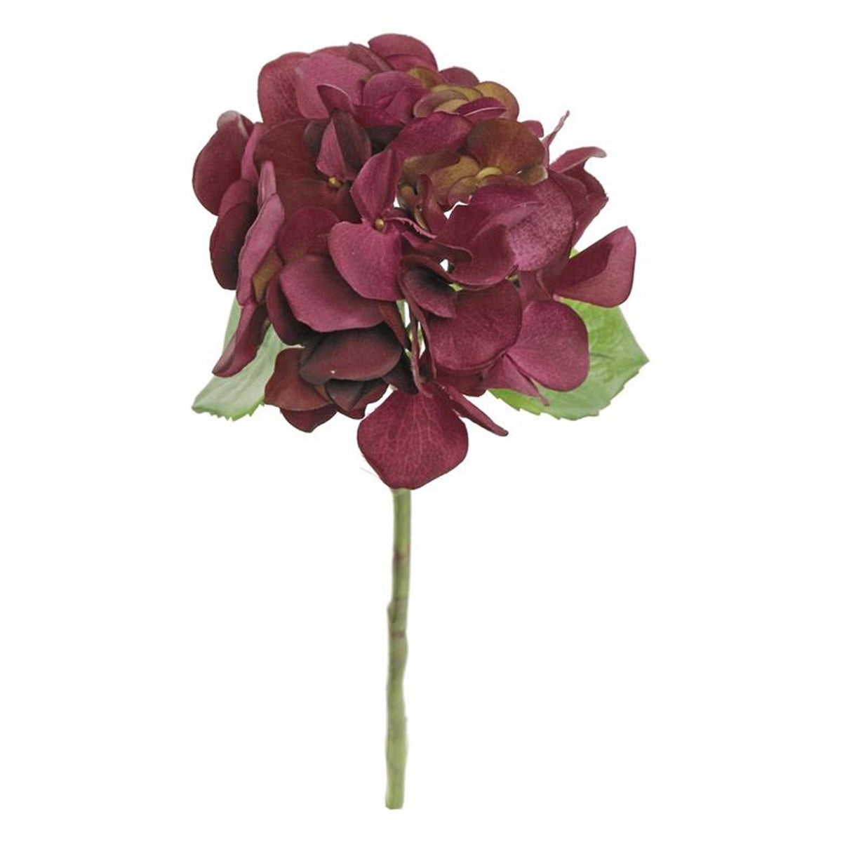 Burgundy Hydrangea