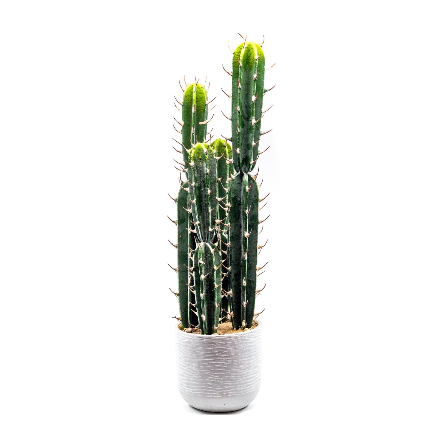 Cactus in Concrete Pot