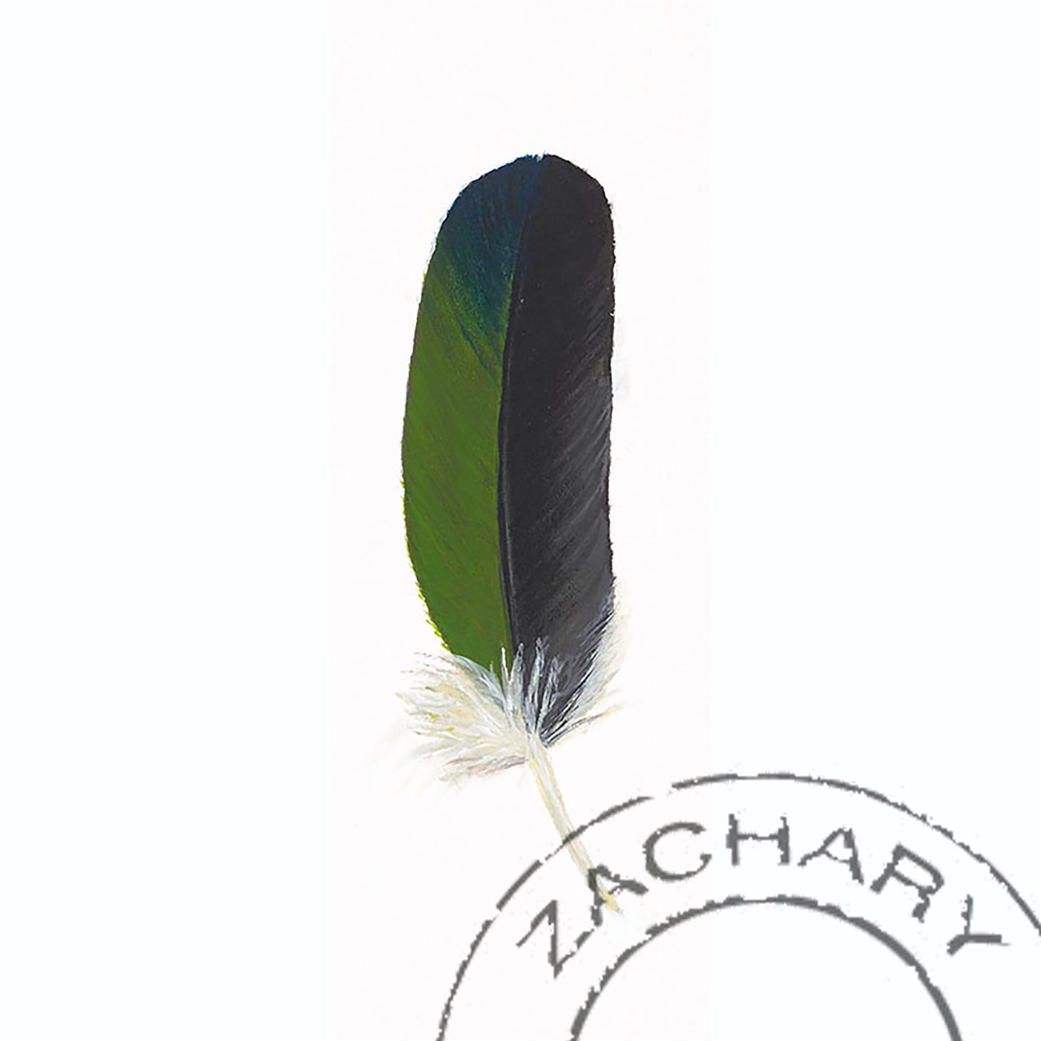 Blue Fronted Amazon with Green Feather, Janella Fesenmaier, Limited Edition Print