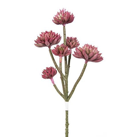 Burgundy Succulent Stem
