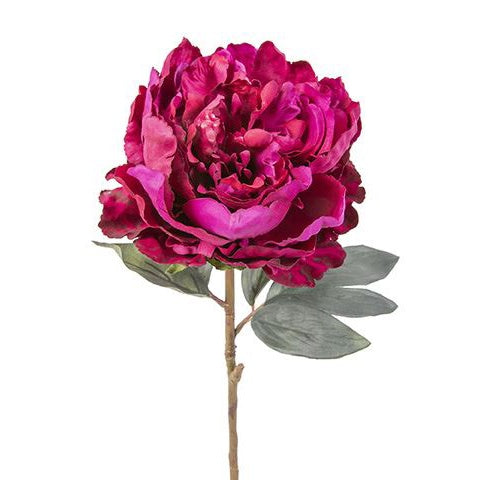Burgundy Peony