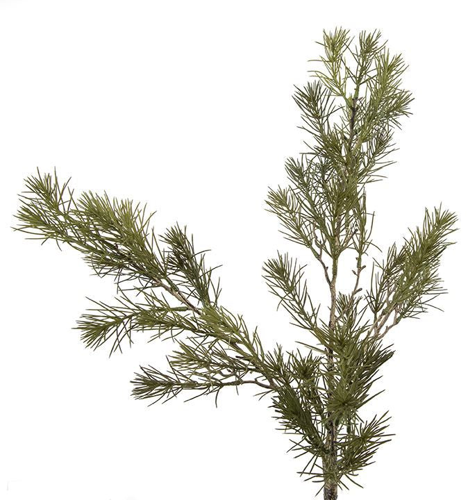 Pine Spray, 33"