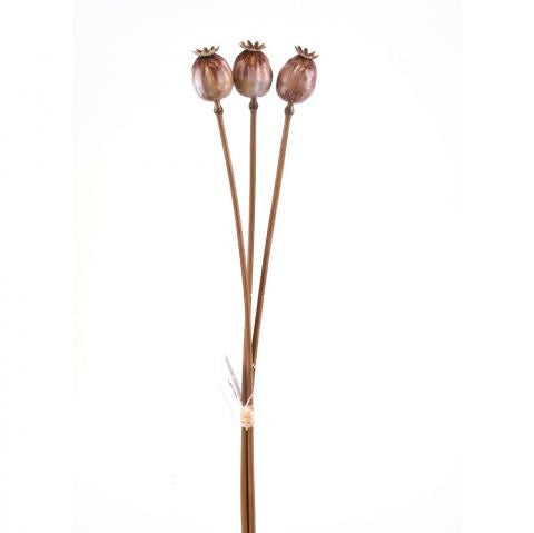 Poppy Pods, Bunch of 3