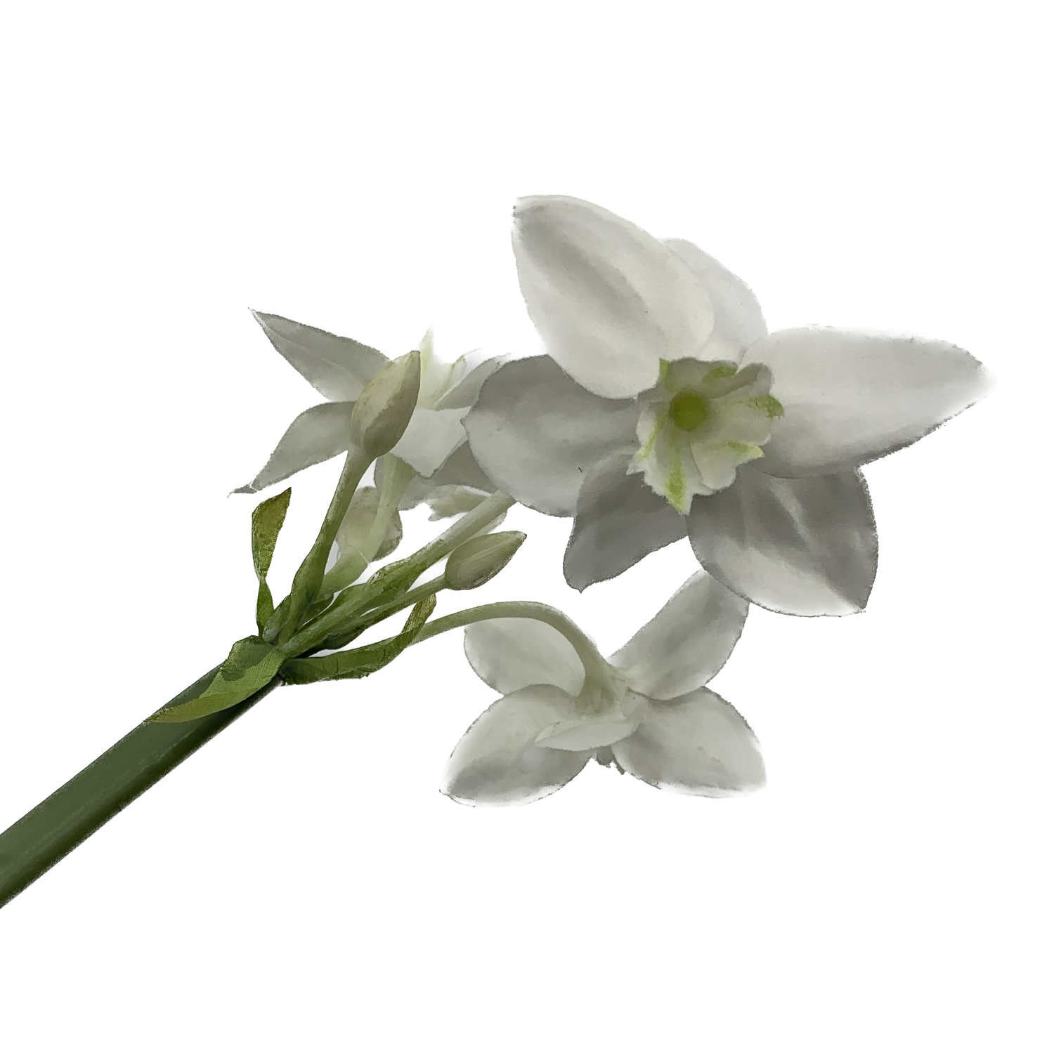 Amazon Lily Stem, White