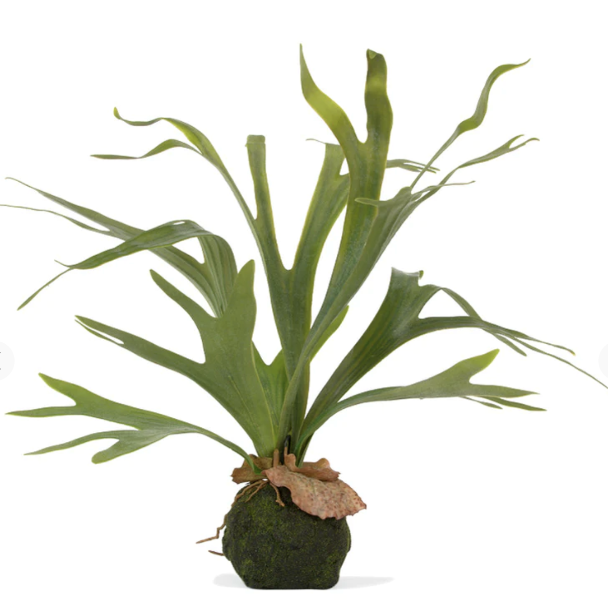 Staghorn Fern with Japanese Kokedama Ball