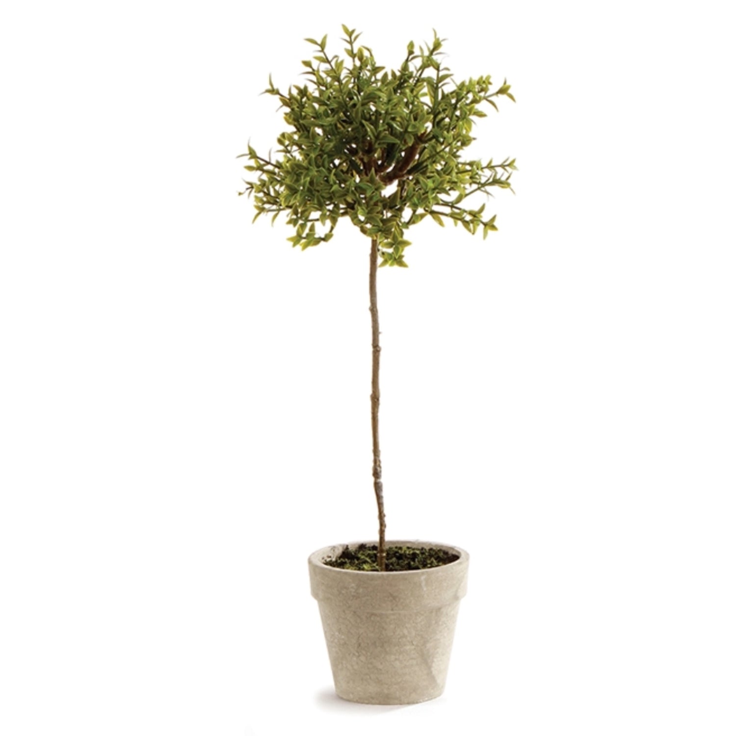 Thyme Topiary, 13"h