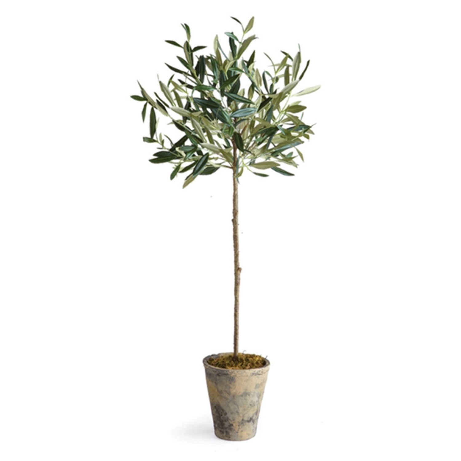 Olive Tree,  30"h