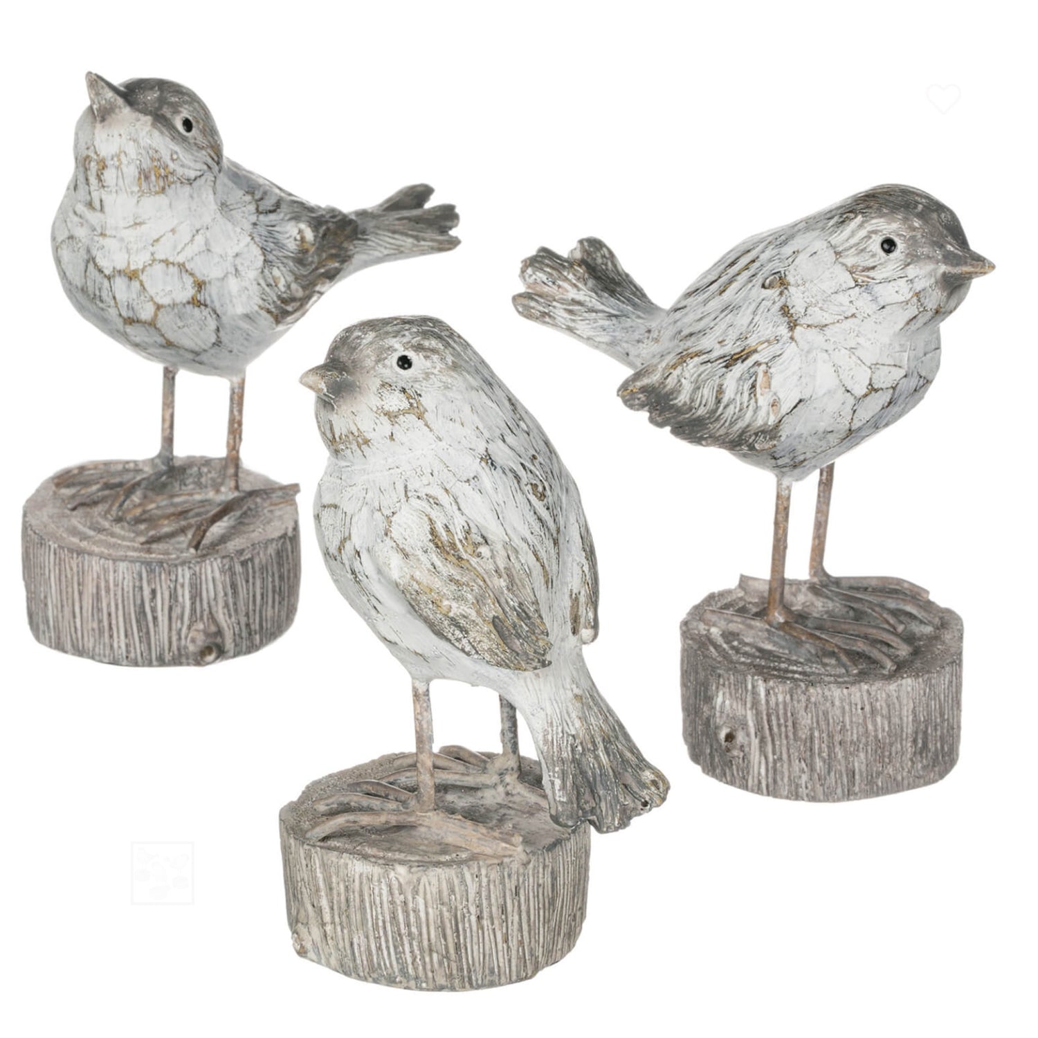 Whitewashed Bird