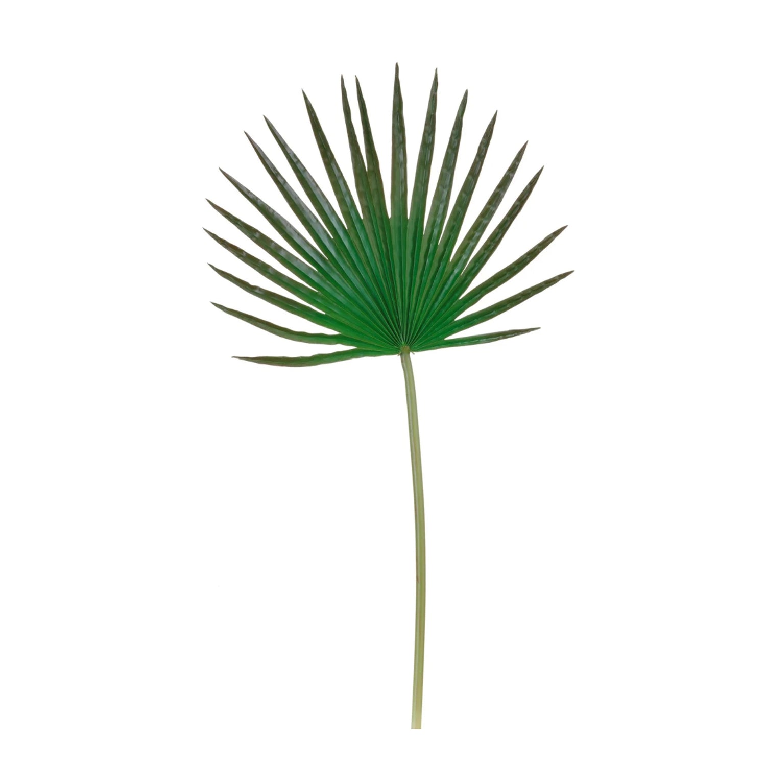 Fan Palm Leaf, 32"