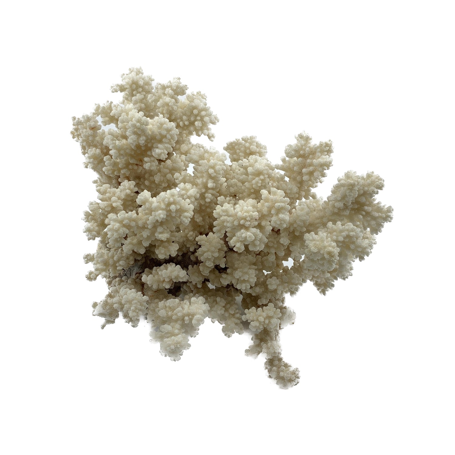 Cat's Paw Coral, 10"w x 8.5"d x 8"h