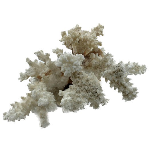 Cat's Paw Coral I