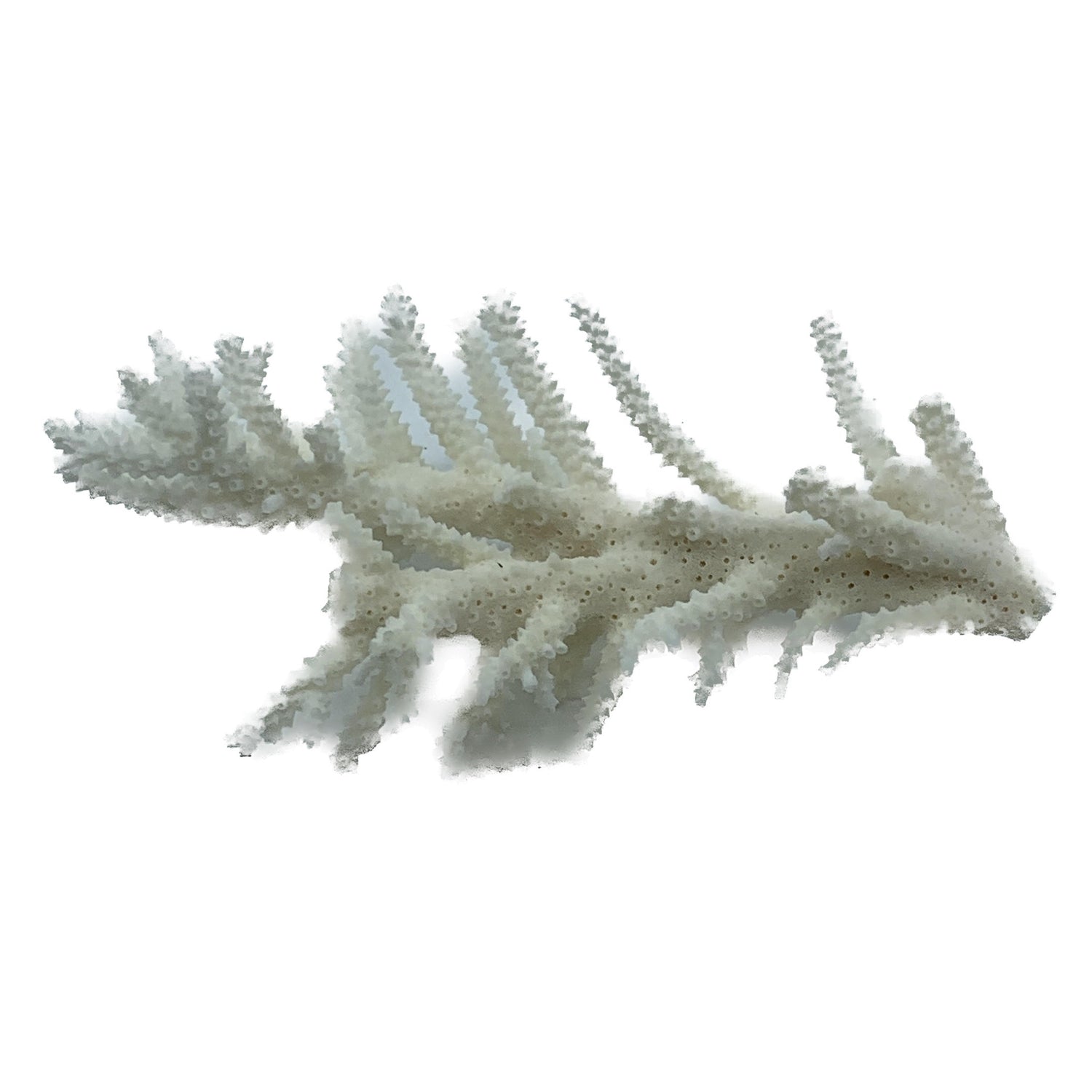 Branch Coral