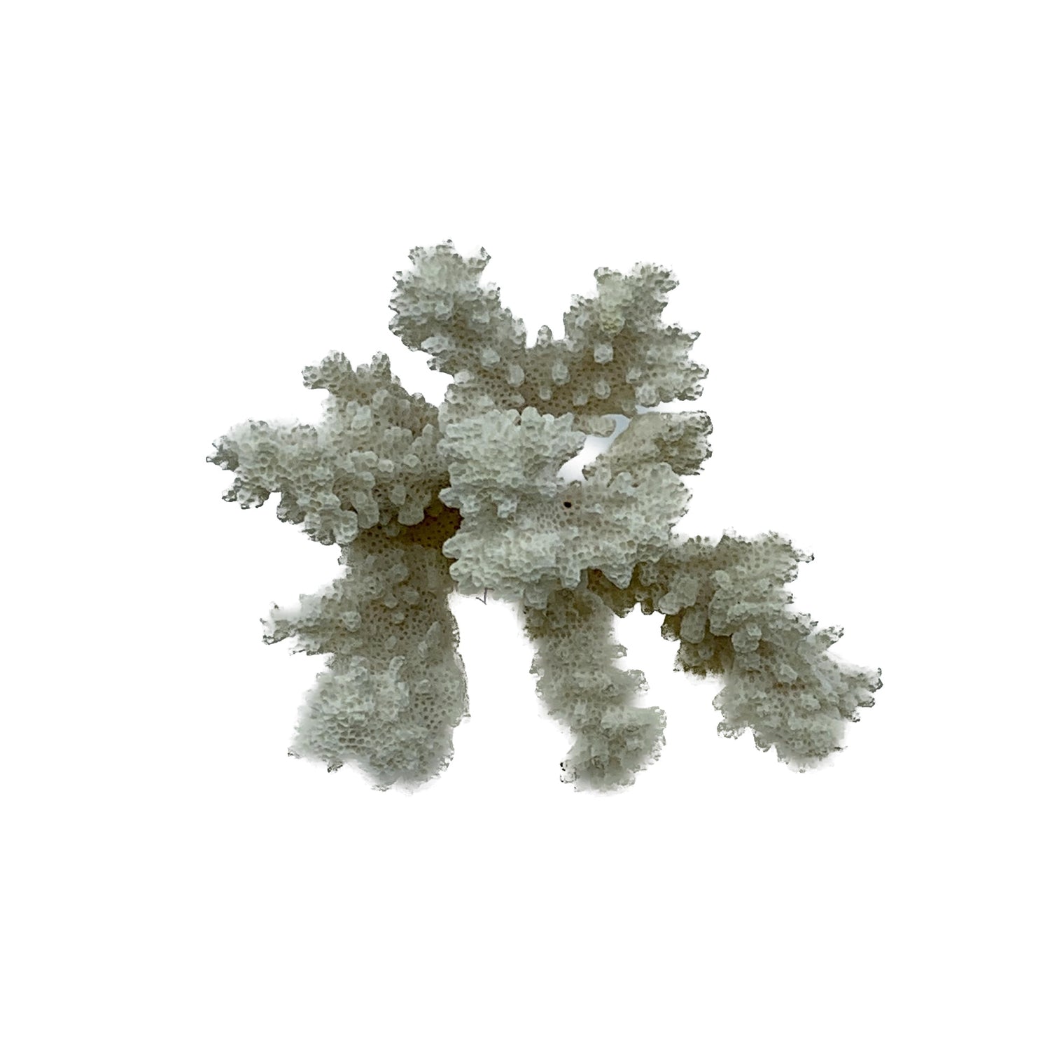Cat's Paw Coral III