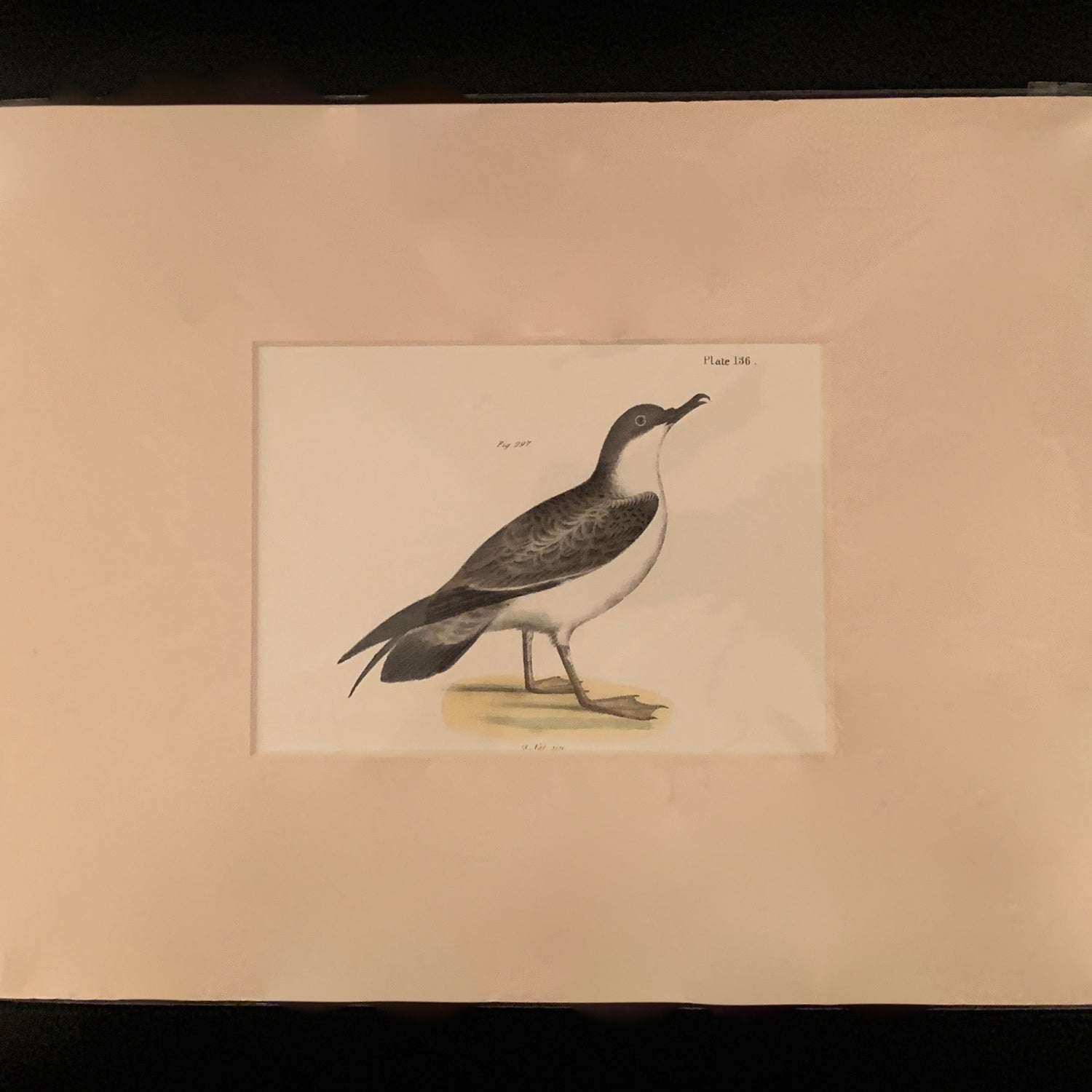 Bird Print, Matted